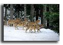 178-MH01254-loup-canis-lupus-parc alfa